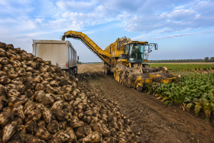 zbiór buraka cukrowego